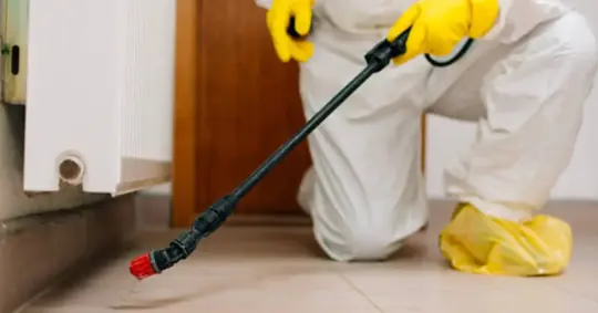 Spraying for pests